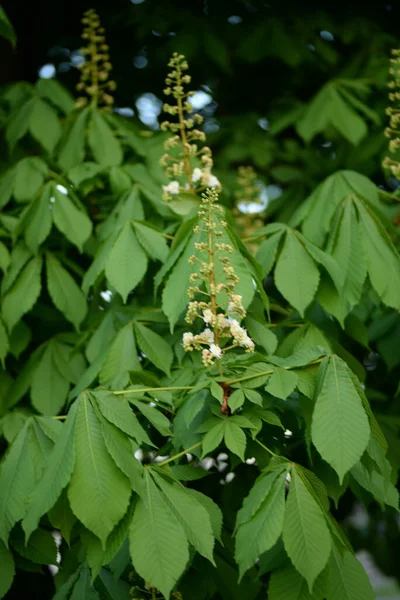 Chestnut Blossom Young Chestnut Leaves Kastanienblte Junge Kastanienbltter Rosskastanie Kastanie — Stock Photo, Image