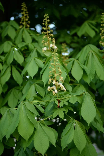 Chestnut Blossom Young Chestnut Leaves Kastanienblte Junge Kastanienbltter Rosskastanie Kastanie — Fotografia de Stock