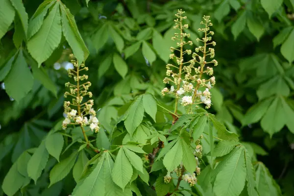 Kestane çiçeği genç kestane Kastanienblte Junge Kastanienbltter Rosskastanie kastanie at kestanesi bırakır