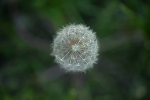White Dandelion Seeds Weie Lwenzahnsamen Fluffy — Stockfoto