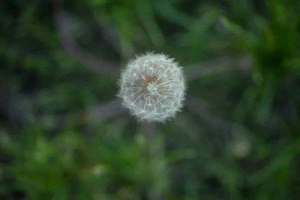 White Dandelion Seeds Weie Lwenzahnsamen Fluffy — Stock Photo, Image