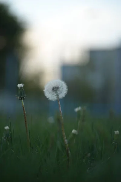 White Dandelion Seeds Weie Lwenzahnsamen Fluffy —  Fotos de Stock