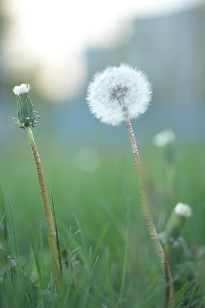 White Dandelion Seeds Weie Lwenzahnsamen Fluffy — стоковое фото