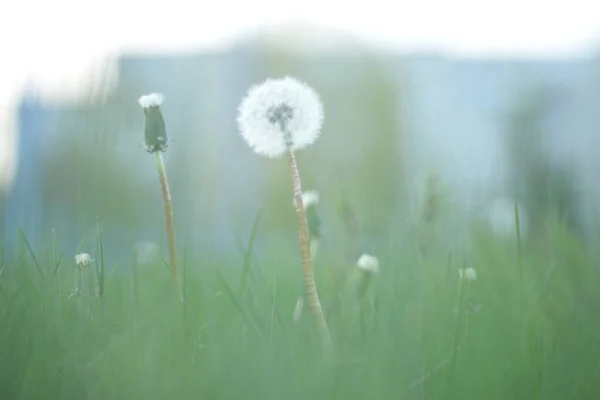 White Dandelion Seeds Weie Lwenzahnsamen Fluffy — ストック写真