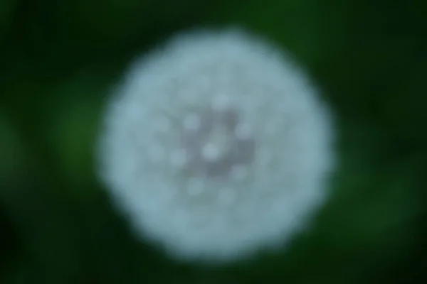 White Dandelion Seeds Weie Lwenzahnsamen Fluffy — Stock Photo, Image