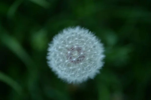 White Dandelion Seeds Weie Lwenzahnsamen Fluffy — Stockfoto