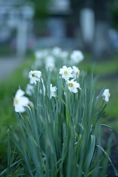 White Daffodils Een Plant Uit Familie Amaryllis — Stockfoto
