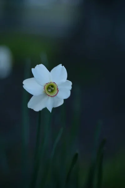 White Daffodils Perennial Bulbous Plant Amaryllis Family — стоковое фото