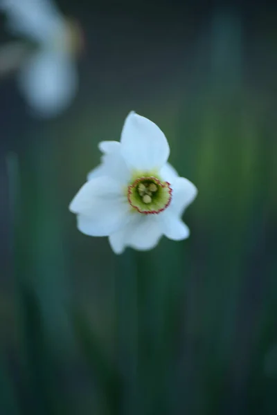 Narcisos Blancos Una Planta Bulbosa Perenne Familia Amaryllis —  Fotos de Stock