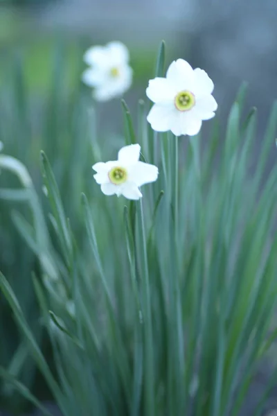 White Daffodils Perennial Bulbous Plant Amaryllis Family — Stock Photo, Image