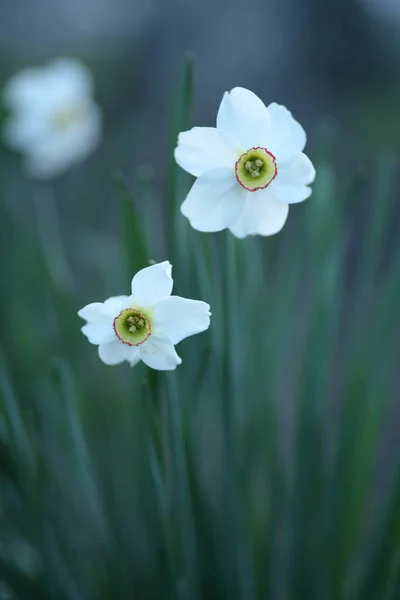 Narcisi Bianchi Una Pianta Bulbosa Perenne Della Famiglia Amaryllis — Foto Stock