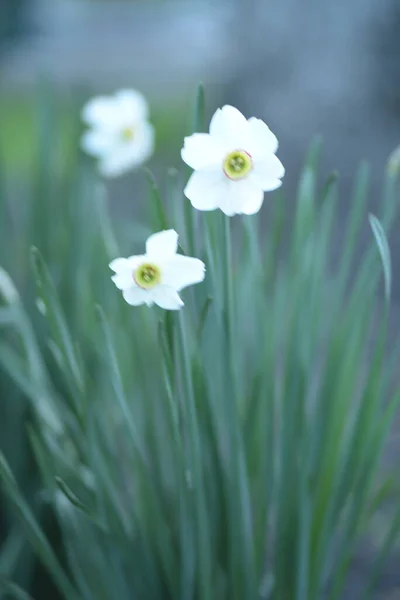White Daffodils Perennial Bulbous Plant Amaryllis Family — Stock Photo, Image