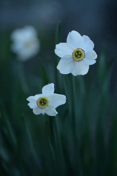 白色水仙花是一种多年生球茎植物 原产于阿玛利斯科 — 图库照片