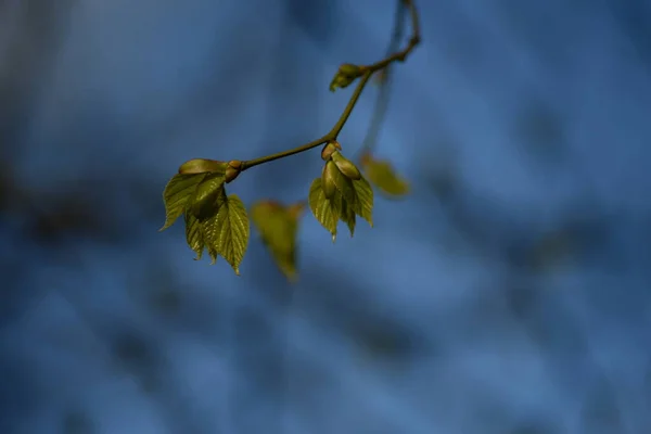 Сочные Молодые Зеленые Листья Липы — стоковое фото
