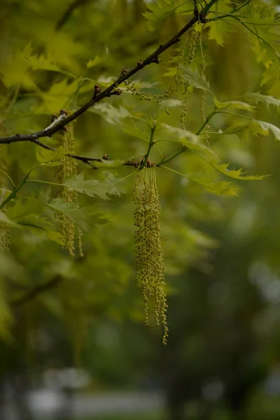 Oak Blossom Marsh Oak Beech Family — Photo