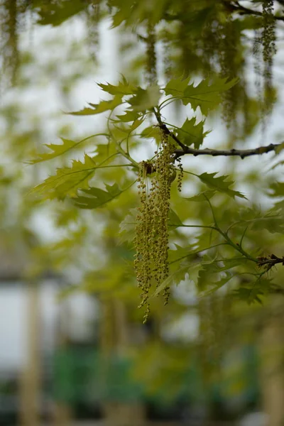 Oak Blossom Marsh Oak Beech Family — 스톡 사진