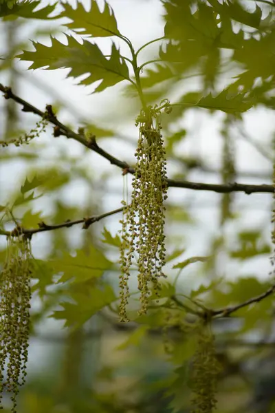 Oak Blossom Marsh Oak Beech Family — Stok fotoğraf