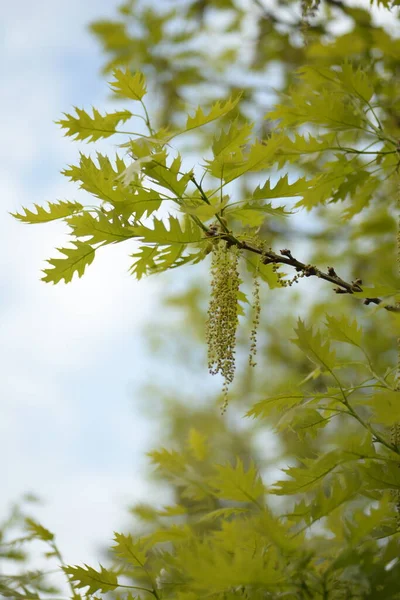 Oak Blossom Marsh Oak Beech Family — Zdjęcie stockowe