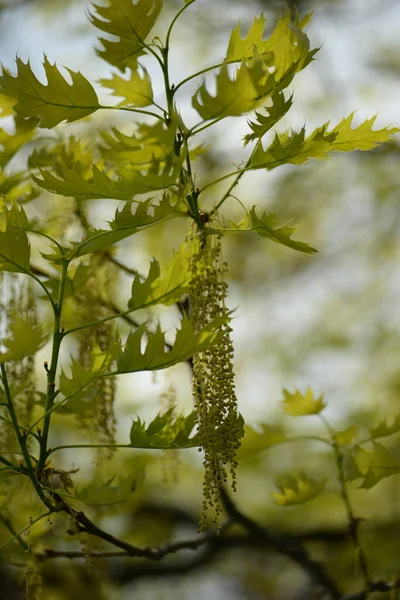 Oak Blossom Marsh Oak Beech Family — Stockfoto
