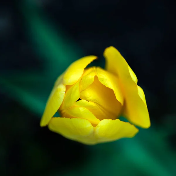Tulipani Gialli Sfondo Verde Natura — Foto Stock