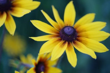 Sarı kırmızı çiçekler rudbeckia çiçekleri makro fotoğrafçılığı besler.