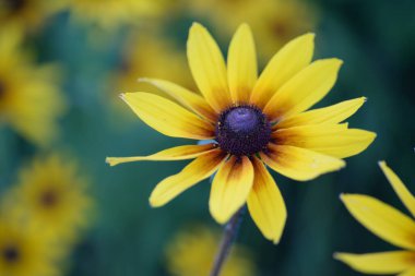 yellow red flowers rudbeckia flower buds macro photography