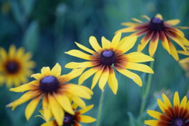 yellow red flowers rudbeckia flower buds macro photography