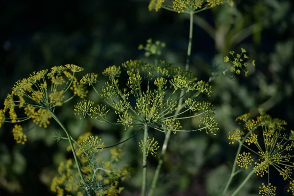 Paraplu Dille Zaden Paraplu Groene Dille — Stockfoto