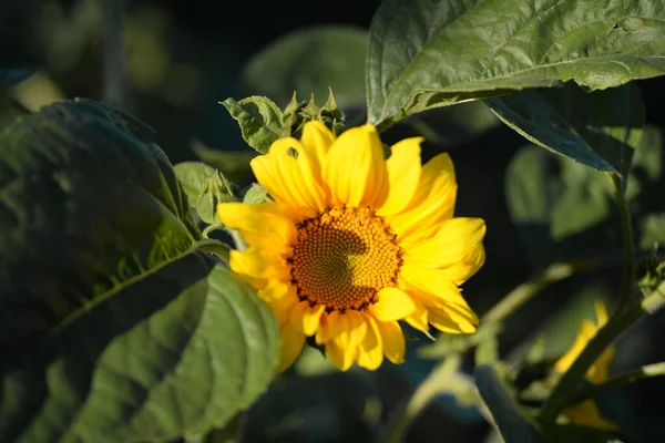 Sunny Yellow Sunflower Flowers — Stock Photo, Image