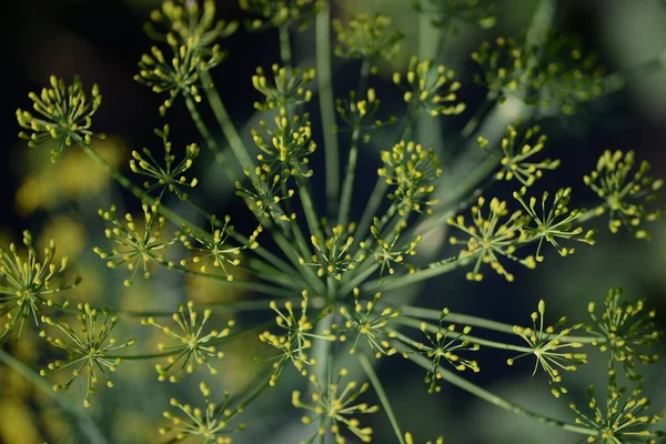 Umbrellas Dill Seeds Umbrella Green Dill — Fotografia de Stock