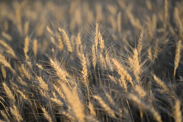 Wheat Ukrainian Gold Death Spikelet Field — Fotografia de Stock