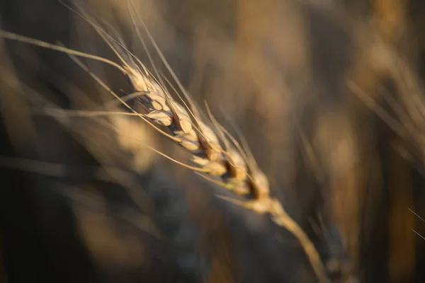 Пшеничное Золотое Колючее Поле Смерти — стоковое фото