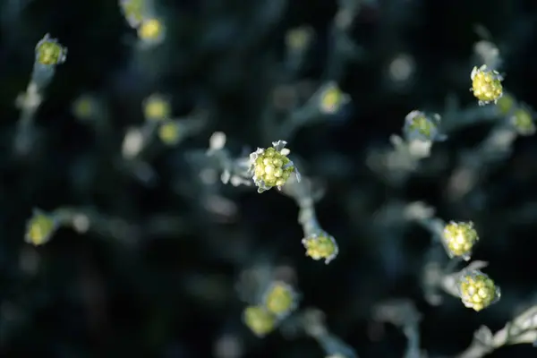 Immortelle Písečné Léčivé Rostliny Makro Žluté Květy — Stock fotografie