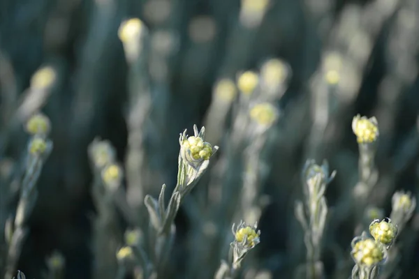 Immortelle Zanderige Geneeskrachtige Planten Macro Gele Bloemen — Stockfoto