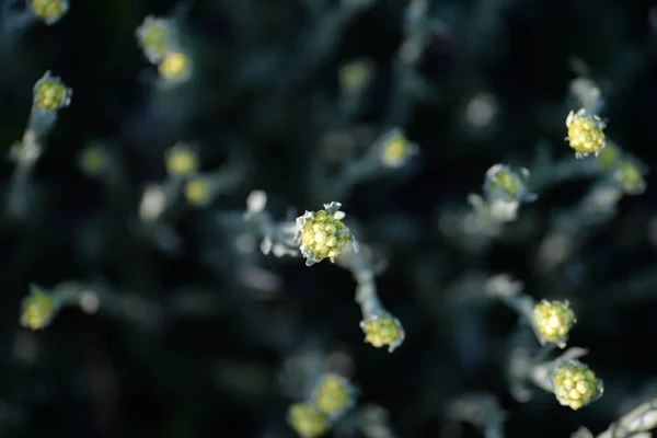 Immortelle Zanderige Geneeskrachtige Planten Macro Gele Bloemen — Stockfoto