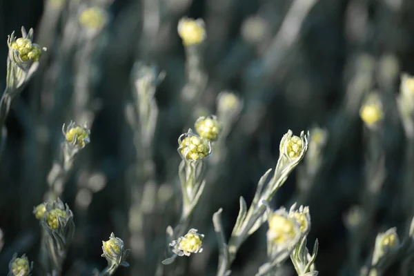 Immortelle Zanderige Geneeskrachtige Planten Macro Gele Bloemen — Stockfoto