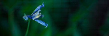 Pankart. Delphinium, güneşli bir günde mavi Delphinium çiçeği. Makro yatay fotoğrafçılık. 