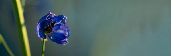 Banner Delphinium One Large Flowers Blue Delphinium Flower Sunny Bright — Stock Photo, Image