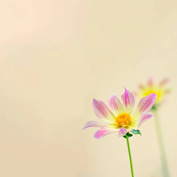 Banner Flowers Beautiful Yellow Background Ukrainian Pink Tender Flowers Minimalism —  Fotos de Stock