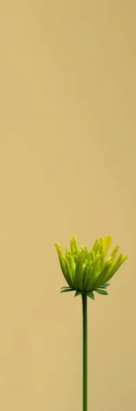 Баннер Цветы Красивый Желтый Фон Украинский Розовые Нежные Цветы Минимализм — стоковое фото