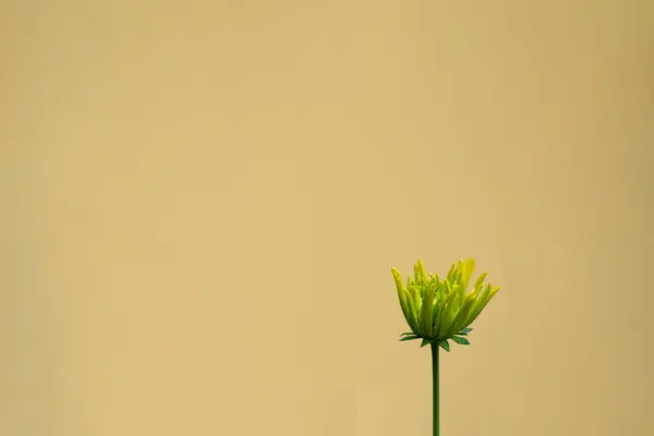 Banner Flowers Beautiful Yellow Background Ukrainian Pink Tender Flowers Minimalism —  Fotos de Stock