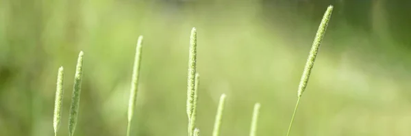 Wheat Ukrainian Gold Death Spikelet Field — Stockfoto