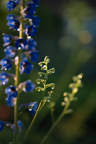 Banner. Spikelet. One large flowers cereals plant on a Sunny bright day. Macro horizontal photography. Banner.