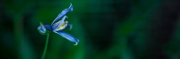 Banner. Spikelet. One large flowers cereals plant on a Sunny bright day. Macro horizontal photography. Banner.