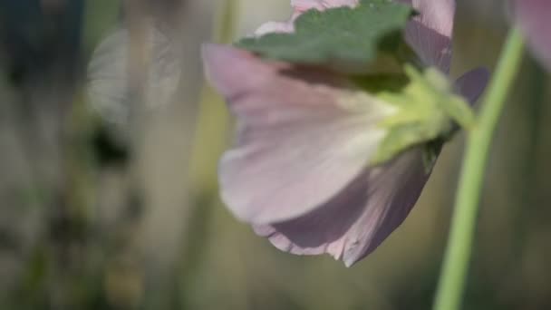 Natural Photographs Linatural Photographs Living Wild Flora Mallow Flowers Light — Stock video