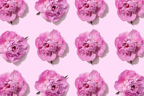 bright pink peonies pattern on a pastel pink background for your summer project