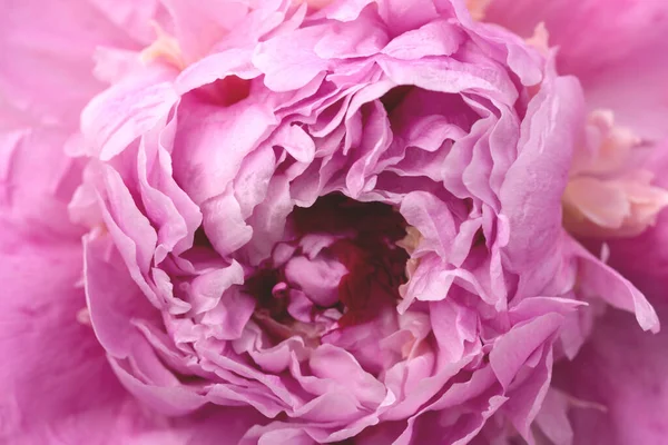 close up macro of peony flower for your project