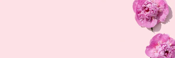 あなたの夏のプロジェクトのためのサンゴピンクの背景に明るいピンクの牡丹 — ストック写真