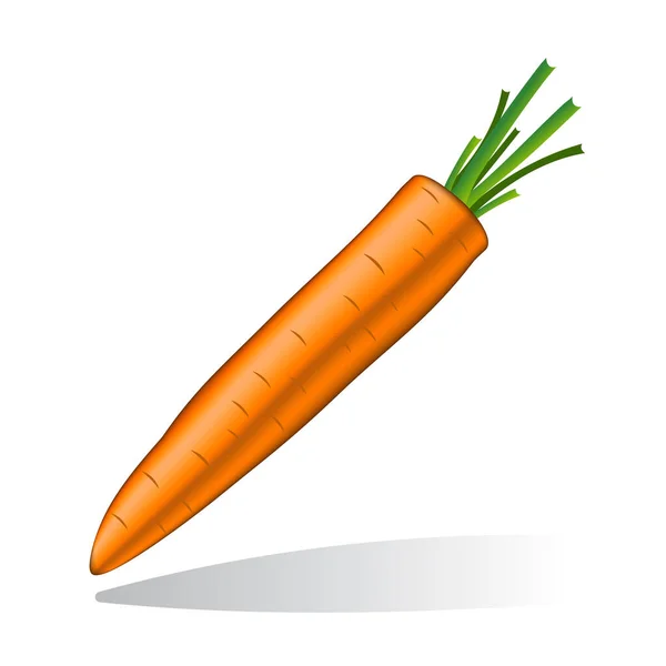 Морковь Реалистичный Белом Фоне — стоковый вектор