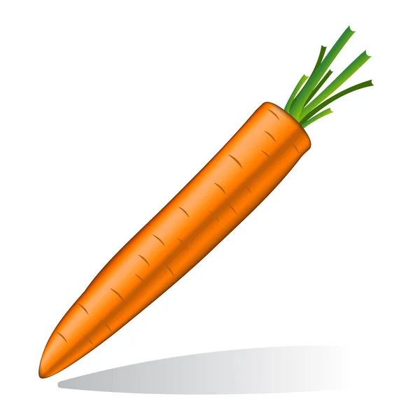 Carrot Realistic White Background — Stock Vector